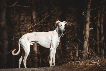 Galgo Español frei laufend im Wald