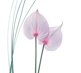 flor anturium aislada