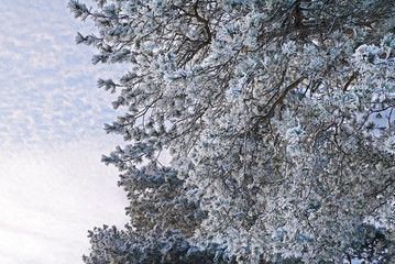 Background of the needles pines.