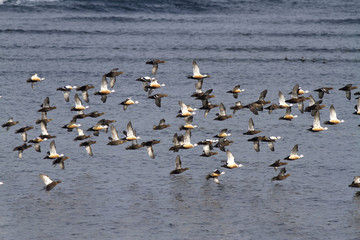 flock of Siberian orSTELLERS eiders flying to the sea on a winter day