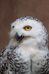 Face of owl
