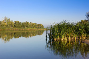 Green reeds on the river bank. Calm river in the early morning. The Volga River in the middle of...