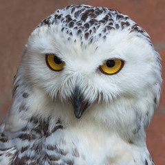 Obraz premium Face of owl