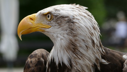 Mirada del Águila