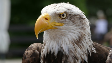 águila