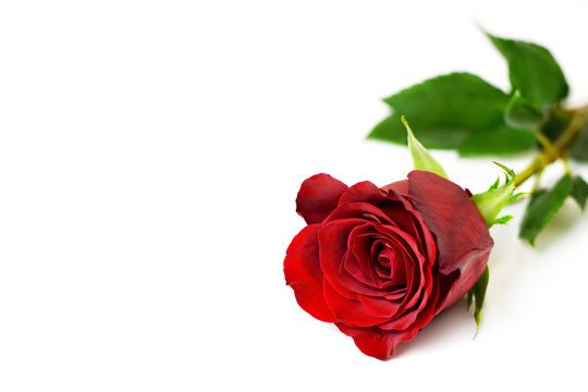 Red rose isolated on white background. Valentines Day rose