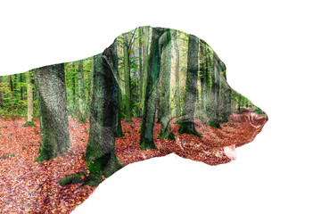 double exposure of dog and forest