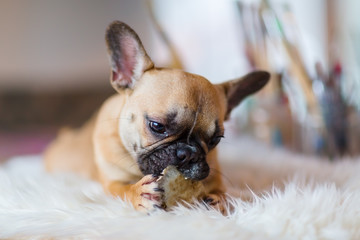 French Bulldog puppy lies on a fur carpet and gnaws at dog food