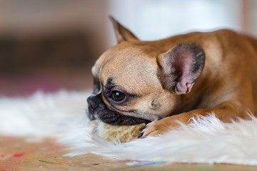 French Bulldog puppy lies on a fur carpet and gnaws at dog food