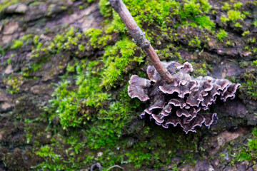 Gray, purple mushrooms on the bark of trees of green, furry moss