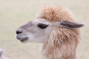 The face of the alpaca.