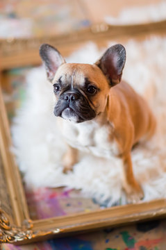 French Bulldog puppy sits inside of a picture frame