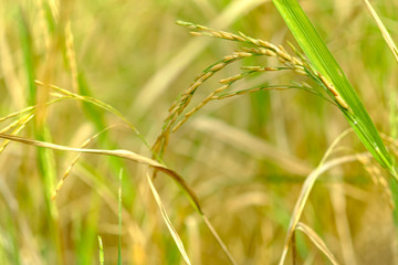Close up of organic ripe paddy ready to harvest very shallow depth of field in Thailand , Asia