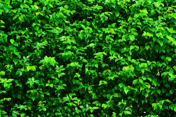 green leaf background