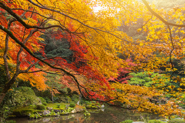 Kyoto Autumn Coloful Season Red Maple Leaf Garden at Nanzen-ji Temple Kansai Travel Japan.
