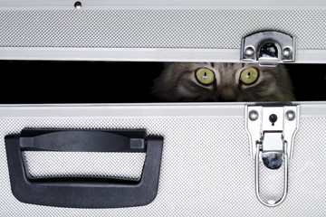 the cat is sitting in an iron suitcase
