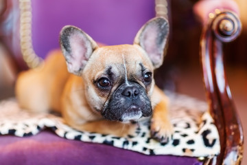 French Bulldog puppy lies on an antique armchair