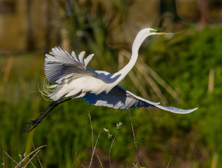 Great white egret in flight at dawn.