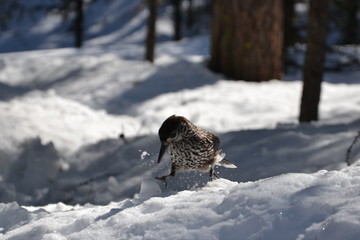 Cincia St. Moritz Val Roseg bird nature winter food