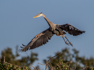 Great blue heron in flight.CR2