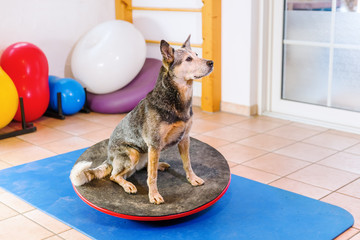 Australian Cattledog stands on a wobble board