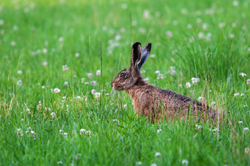 Grosser Hase schleicht durch blühender Wiese