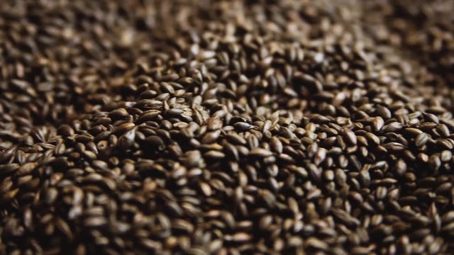 Chocolate brewers malt grains. Dry malt beans ready to be used to brew the beer or the pure light or dark malt whiskey concept of.