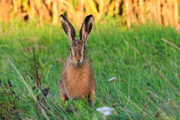 Skeptisch blickender Osterhase