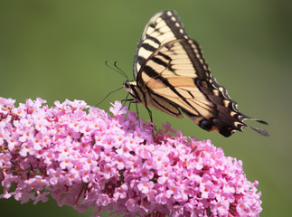 Swallowtail 