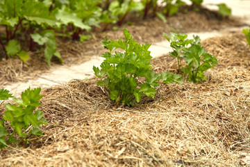 Celery grows in a garden under the open sky and is covered with mulch from dry grass. Growing...
