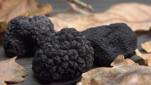 Tubers of black truffles placed among oak leaves on the wooden board