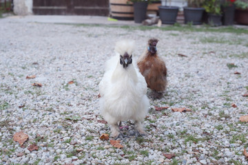 Hen in the yard