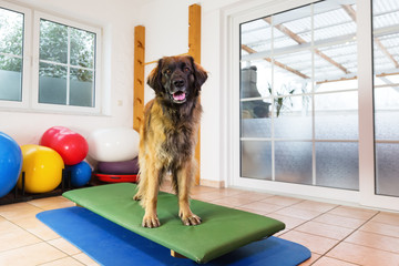 Leonberger stands on a wobble board in an animal physiotherapy office