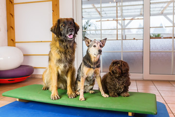 three dogs sitting on a wobble board in an animal physiotherapy office