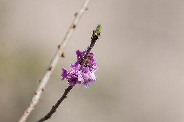 Blooming daphne mezereum