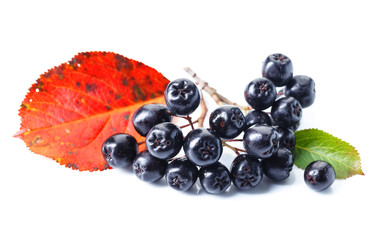 Black chokeberry isolated on white background.