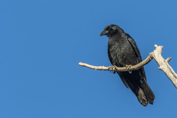 crow perched in tree along Rio Grande River in Albuquerque, New Mexico