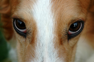 Deep look into a borzoi's almond eyes