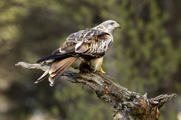 Red kite. Milvus milvus
