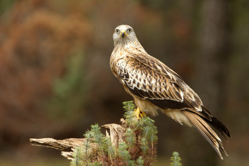 Red kite. Milvus milvus