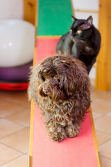 Havanese dog and a cat sitting on a seesaw