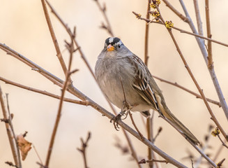 White-crowned sparrow at Rio Grande Nature Center, Albuquerque, New Mexico