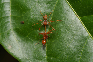 Close up macro of a female Kerengga ant-like jumper (Myrmaplata plataleoides) eats weaver ant  (genus Oecophylla). Selective focus.