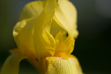 Yellow Iris 