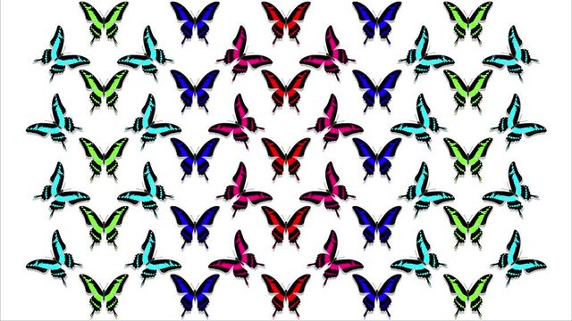 animation of multicolored butterflies on white background