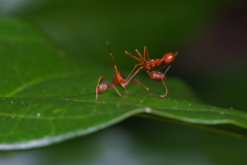 Close up macro of a female Kerengga ant-like jumper (Myrmaplata plataleoides) eats weaver ant  (genus Oecophylla). Selective focus.