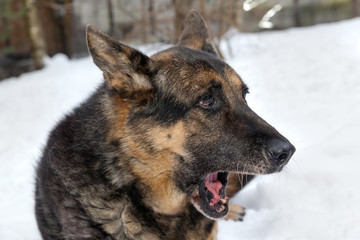 elderly mongrel dog lying on the snow and yawning