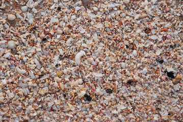 Wunderschöne Muscheln Strand Dubai