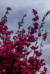 Ericaceae