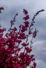 Ericaceae